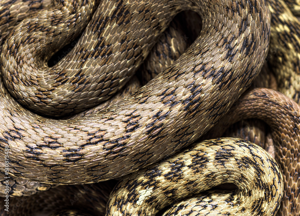 View from up high on Viperine water snake skin, Natrix maura, nonvenomous and Semiaquatic snake, Isolated on white View from up high on Viperine water snake skin, Natrix maura, nonvenomous and Semiaquatic snake, Isolated on white