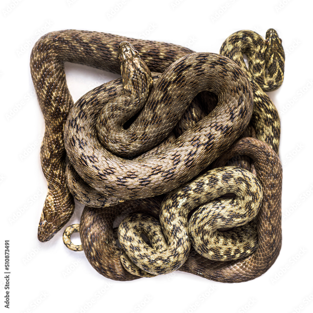 Obraz premium View from up high on Viperine water snake skin, Natrix maura, nonvenomous and Semiaquatic snake, Isolated on white