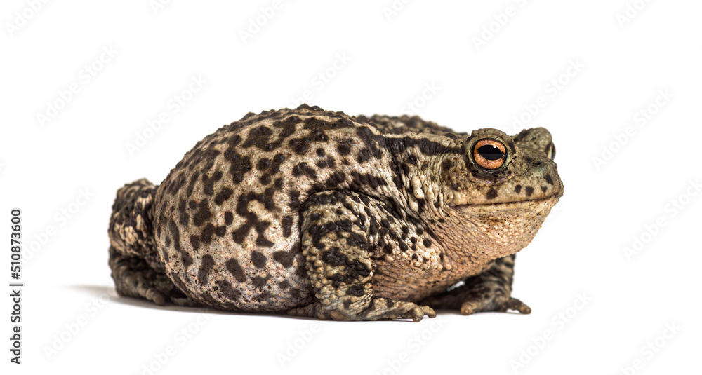European common toad, Bufo bufo, isolated on white European common toad, Bufo bufo, isolated on white