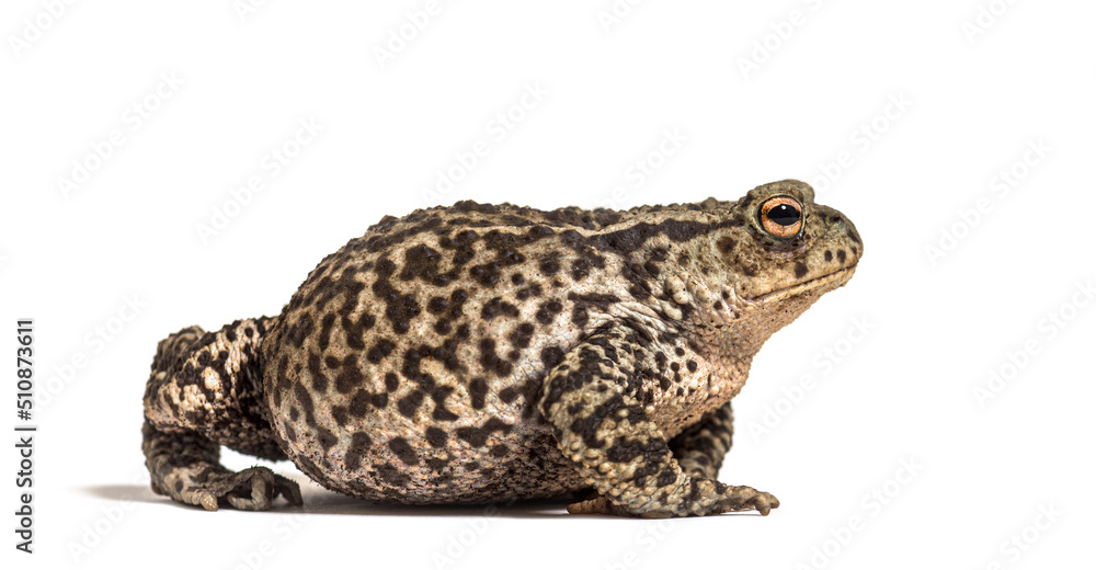 Side view of a European common toad, Bufo bufo, isolated on white Side view of a European common toad, Bufo bufo, isolated on white