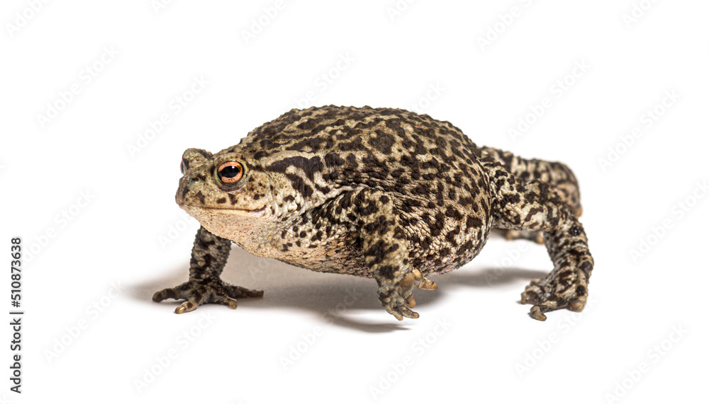 European common toad walking, Bufo bufo, isolated on white European common toad walking, Bufo bufo, isolated on white