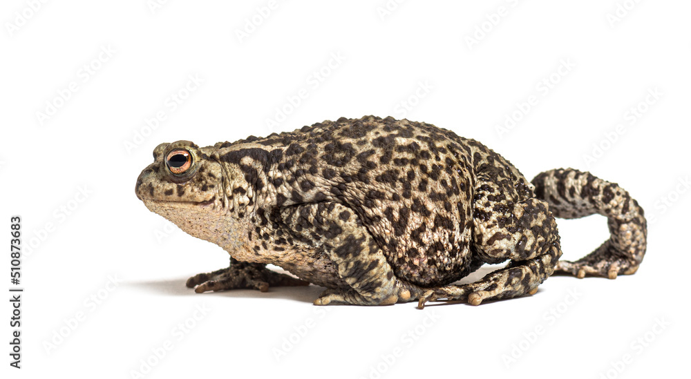 European common toad walking, Bufo bufo, isolated on white European common toad walking, Bufo bufo, isolated on white