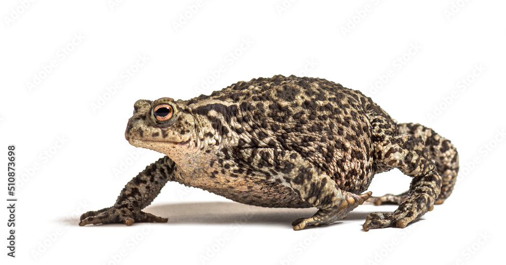 European common toad walking, Bufo bufo, isolated on white European common toad walking, Bufo bufo, isolated on white
