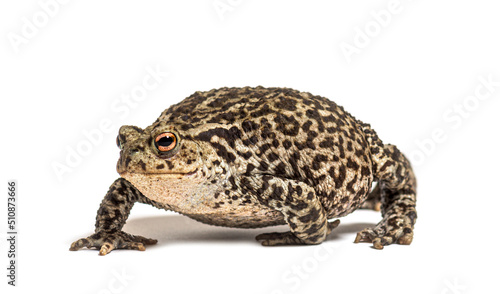 European common toad walking, Bufo bufo, isolated on white © Eric Isselée