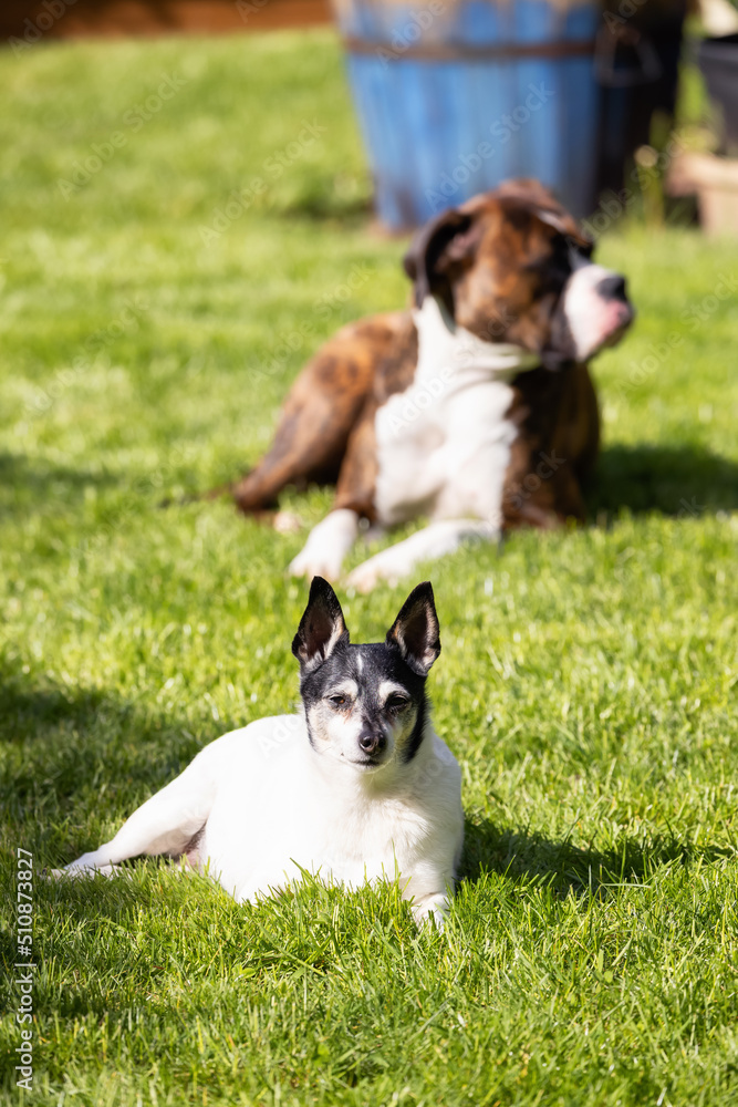 Adorable Toy Fox Terrier Dog and Boxer relaxing on grass outside. Sunny day
