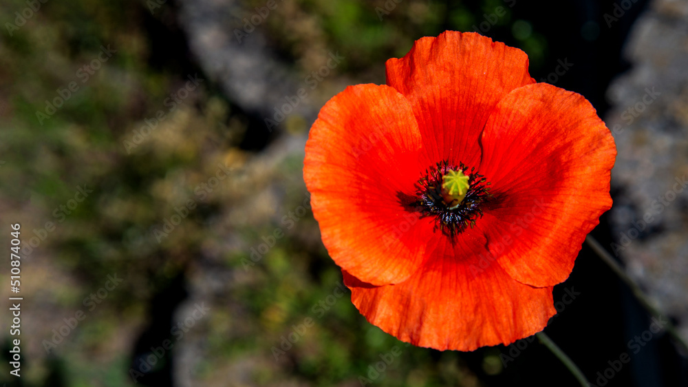 A beautiful red flowering plant called Poppy Doubt, growing on wastelands and roadsides in the city of Białystok in Podlasie in Poland. A beautiful red flowering plant called Poppy Doubt, growing on wastelands and roadsides in the city of Białystok in Podlasie in Poland.