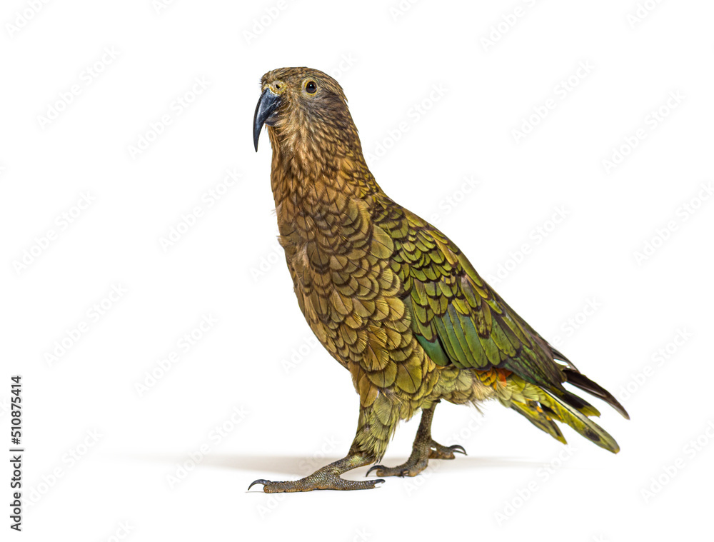 Fototapeta premium Kea, Nestor notabilis, or Alpine parrot, standing in front of white background