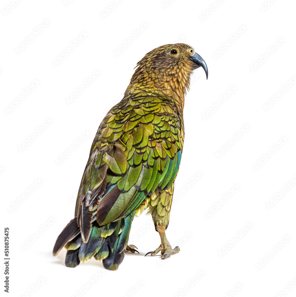 Fototapeta premium Back view of a Kea, Nestor notabilis, or Alpine parrot, standing in front of white background
