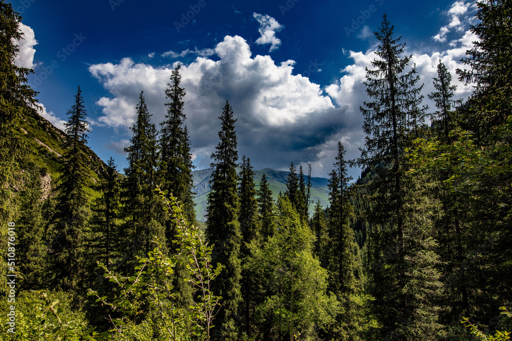 trees in the mountains trees in the mountains
