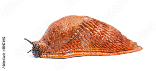 Side view on a orange red slug, Arion rufus, isolated on white photo