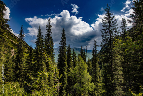 trees in the mountains