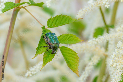 Beetle. Cetonia aurata, called the rose chafer or the green rose chafer, is a beetle, 20 millimetres (3⁄4 in) long, that has a metallic structurally coloured green and a distinct V-shaped scutellum. photo