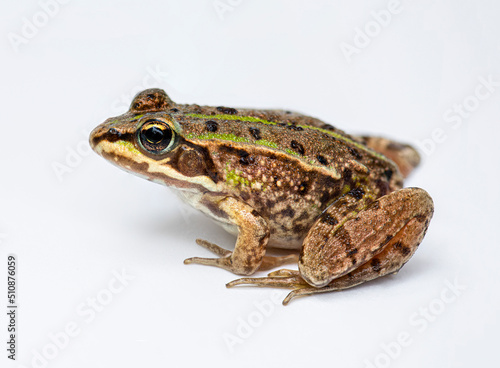 Side view of Marsh frog, Pelophylax ridibundus, not isolated