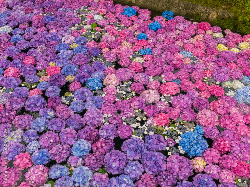 Obraz premium 水に浮かぶ紫陽花