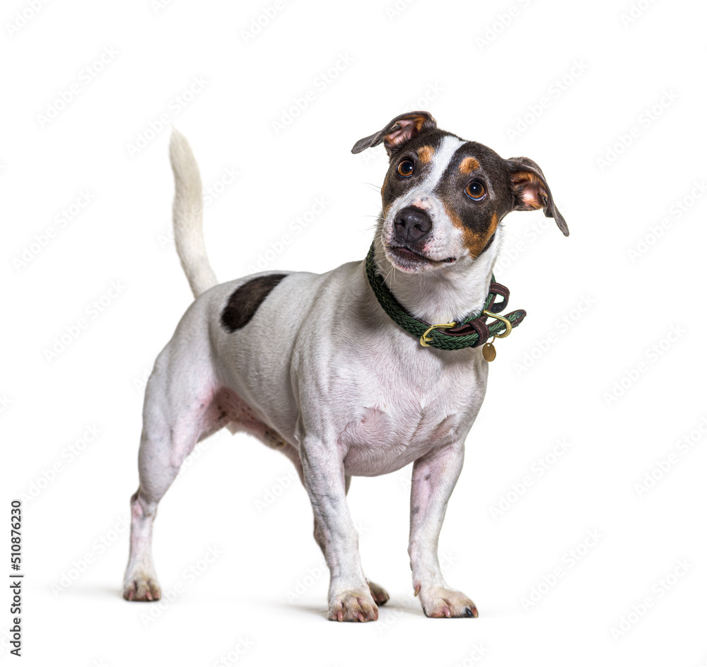 Tricolor jack russel terrier dog, standing and looking away, isolated on white