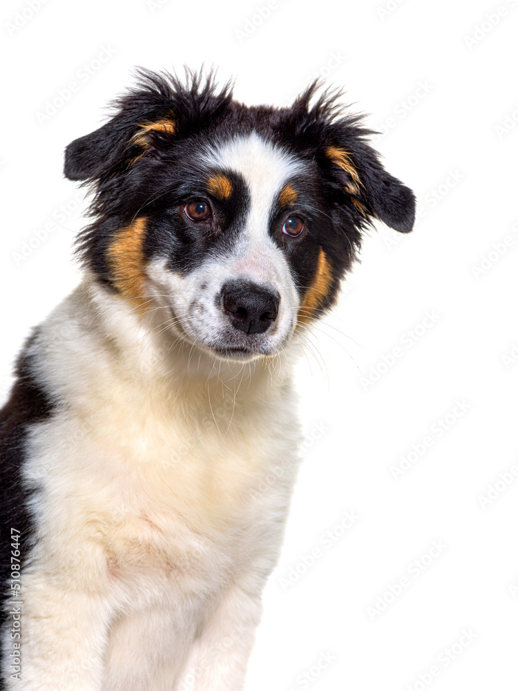 Portrait of puppy australian shepherd, Four months old, close-up