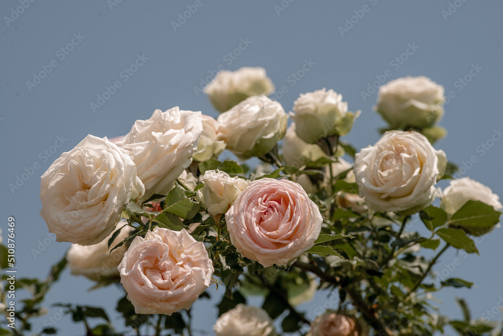 beautiful Pink roses in the garden of pink roses.  under blue sky, 