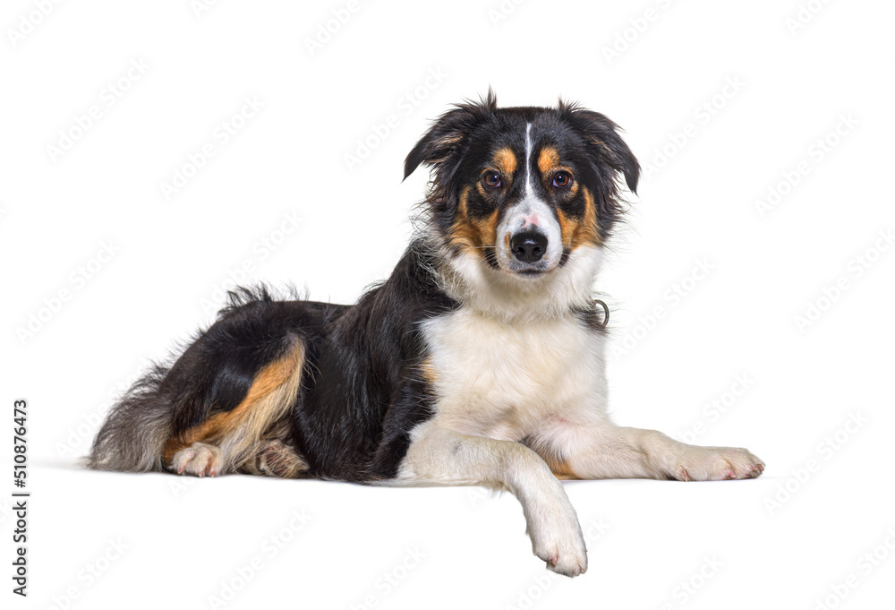 Border collie dog lying down and wearing a collar a paw hangs down