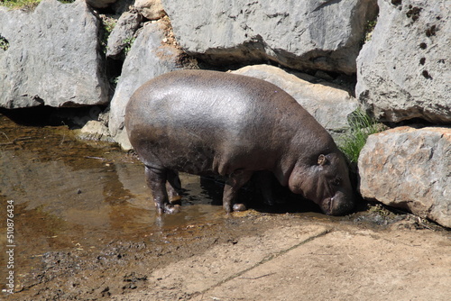Hipopotamo photo