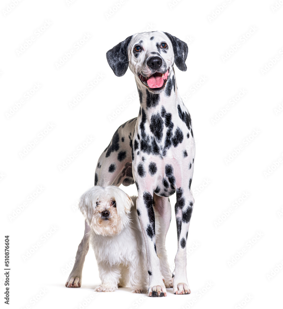 Maltese and Dalmatian dog standing together, isolated on white