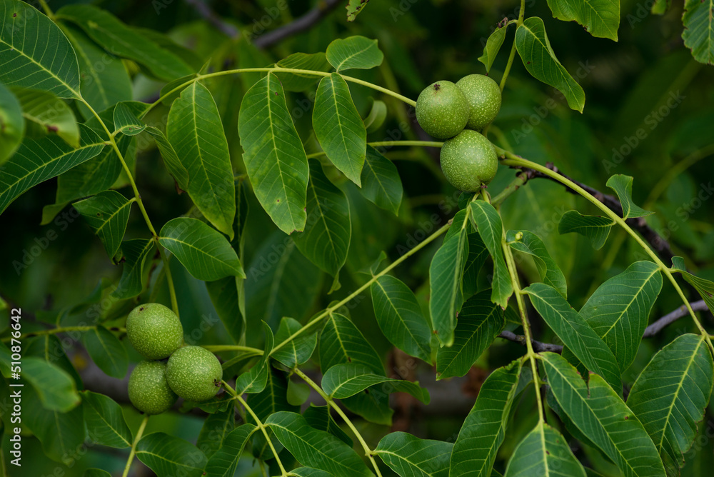 Green walnuts growing on a tree, close up, waiting to be harvested ...