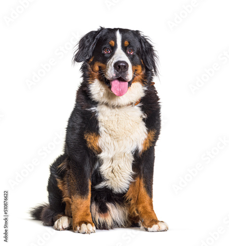 Panting Bernese mountain dog, Wearing a collar, sitting, isolated on white