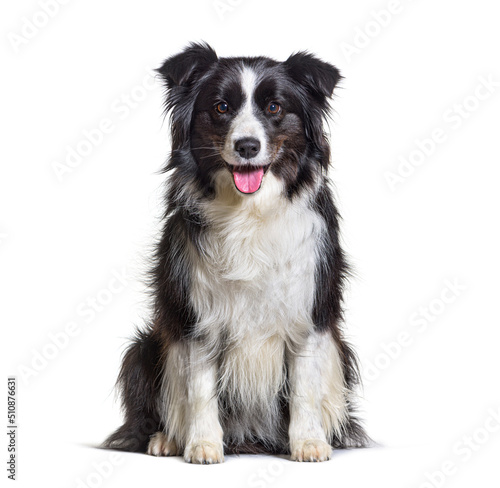 Black and white panting border collie dog sitting  isolated on white