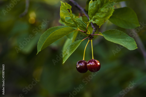 Branch of ripe cherries on a tree in a garden, Ripe cherries hanging from a cherry tree branch. just before harvest in early summer