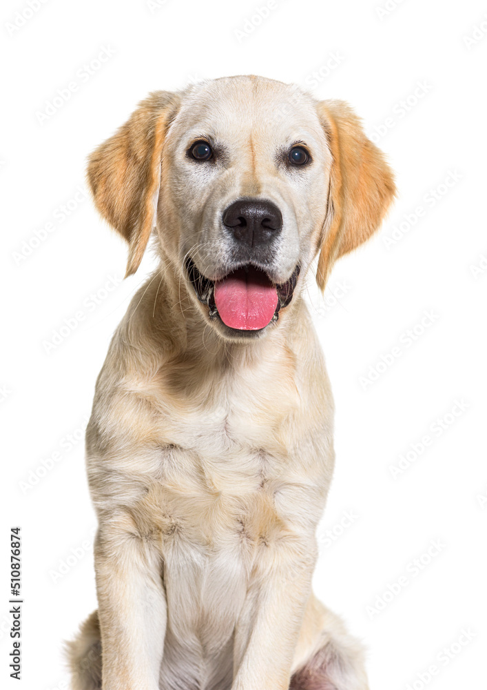 portrait of Young Golden retriever panting, isolated on white portrait of Young Golden retriever panting, isolated on white
