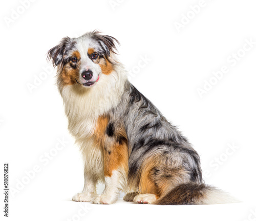 Blue merle Australian shepherd dog looking at camera, isolated on white