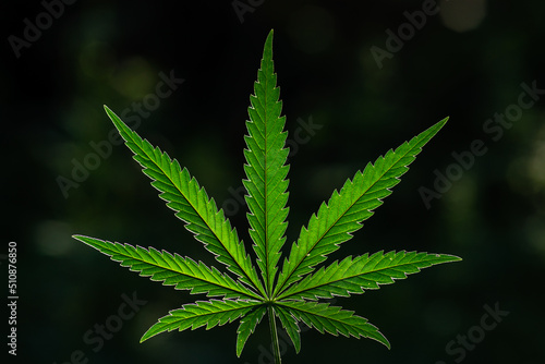 canabis plant topshot on black, large indica plant sativa canabis beautiful background of the theme of legalization and medical hemp in the world, sunset, Thai canabis marijuana  plant agriculture