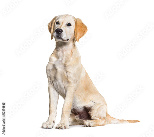 Sitting Young Golden retriever dog  isolated on white