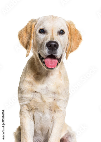 portrait of Young Golden retriever panting, isolated on white