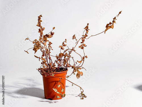 Neglected dried and dead plant in blue and red plastic pot photo