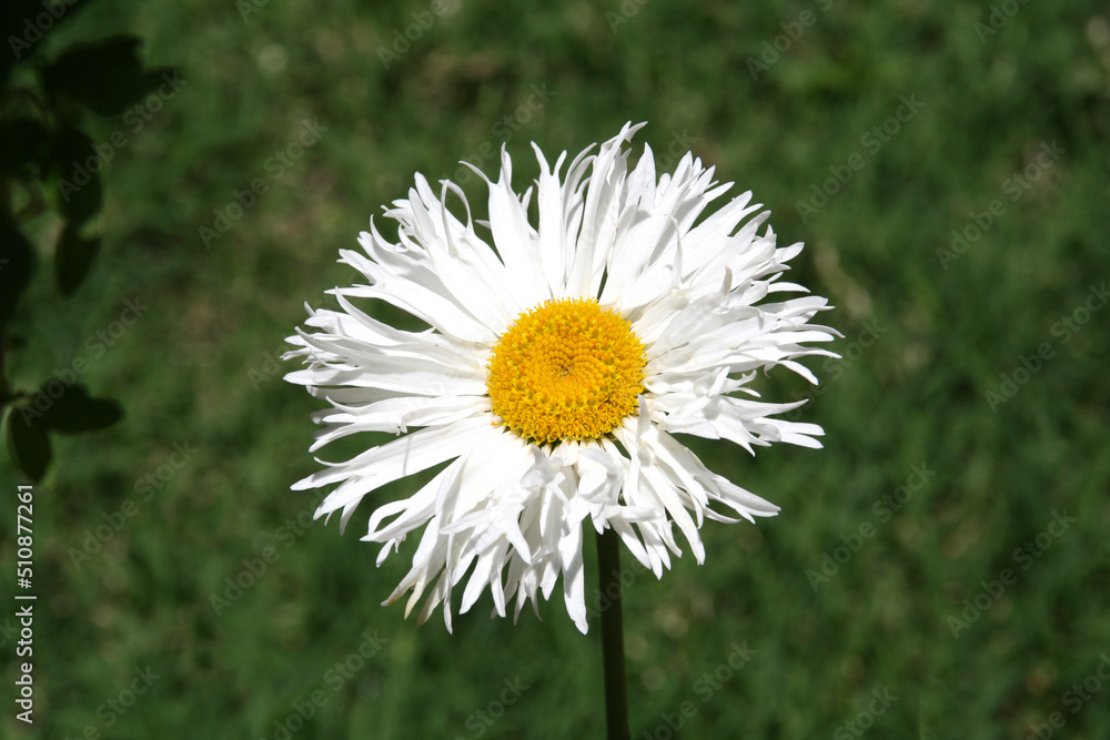Obraz premium Daisy flower. White flower with yellow center. Nature. Close up.