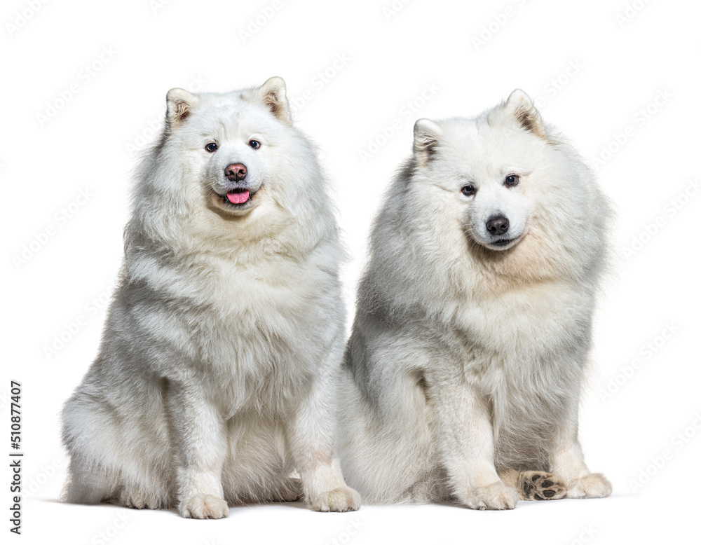 Two White samoyed dogs side by side, isolated on white Two White samoyed dogs side by side, isolated on white