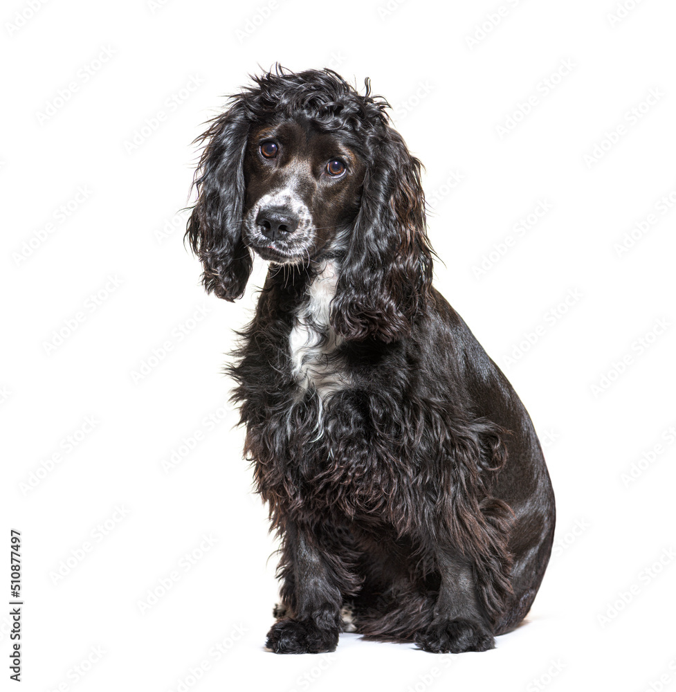 Sitting English cocker spaniel dog, isolated on white Sitting English cocker spaniel dog, isolated on white