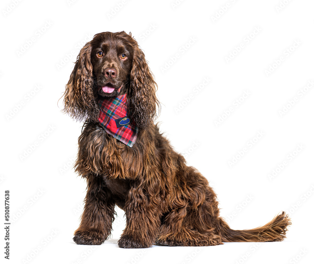 English cocker spaniel dog wearing a red scarf English cocker spaniel dog wearing a red scarf
