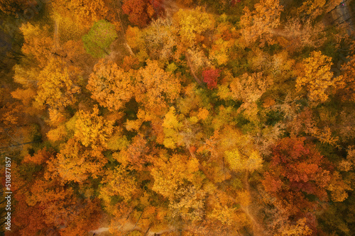 Aerial top down view of autumn forest with green and yellow trees. Mixed deciduous and coniferous forest.