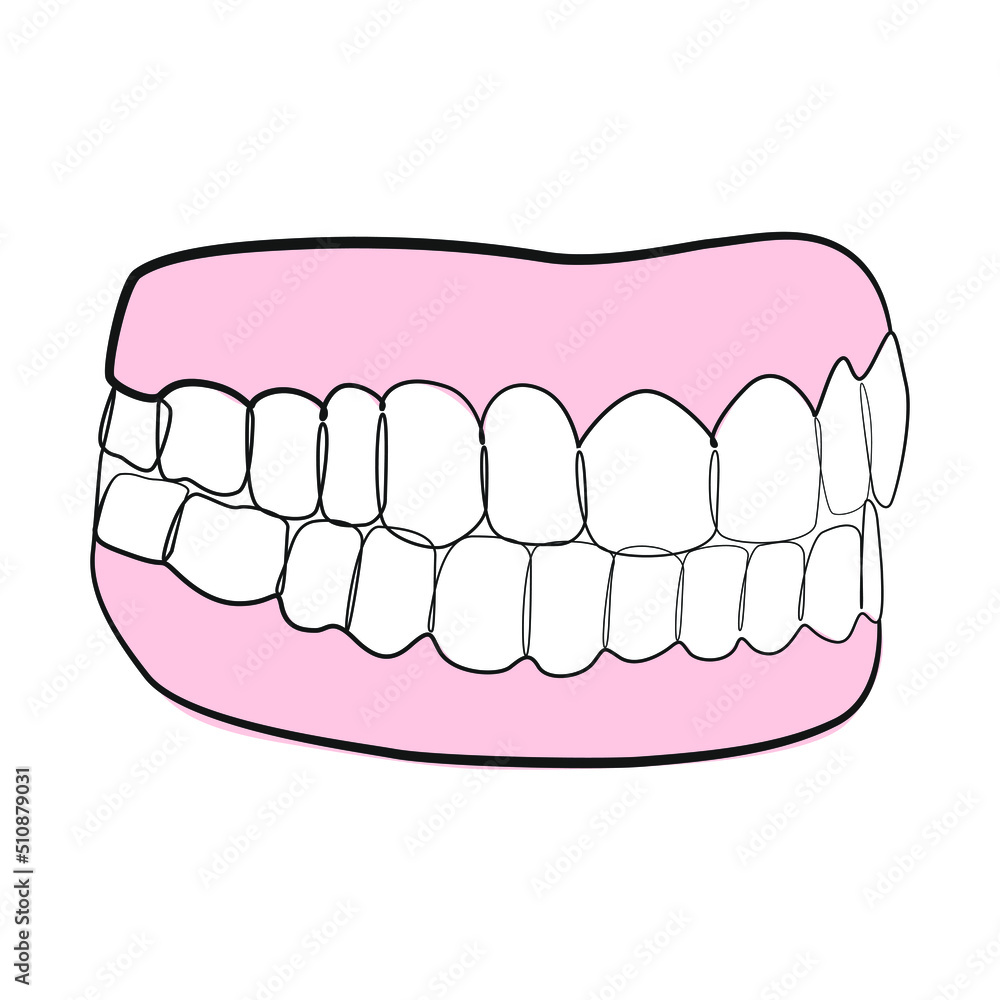 Artificial model teeth line art on white isolated background Artificial model teeth line art on white isolated background