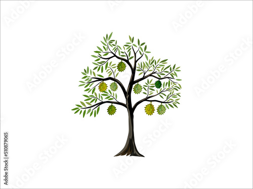 durian tree with ripe durian fruit vector illustrations