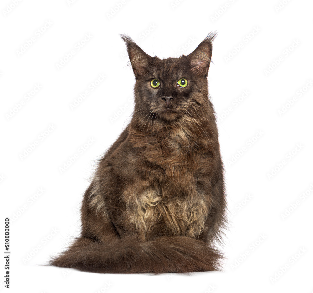 Brown Maine coon cat, isolated on white