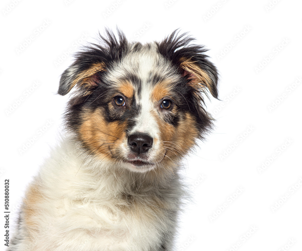 Head shot of Blue merle Australian shepherd dog, isolated on white Head shot of Blue merle Australian shepherd dog, isolated on white