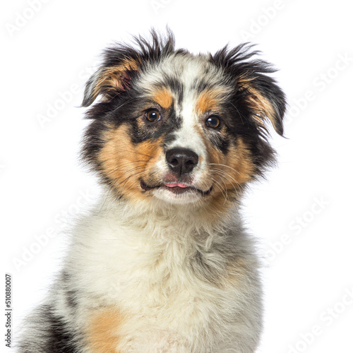 Blue merle Australian shepherd dog, isolated on white