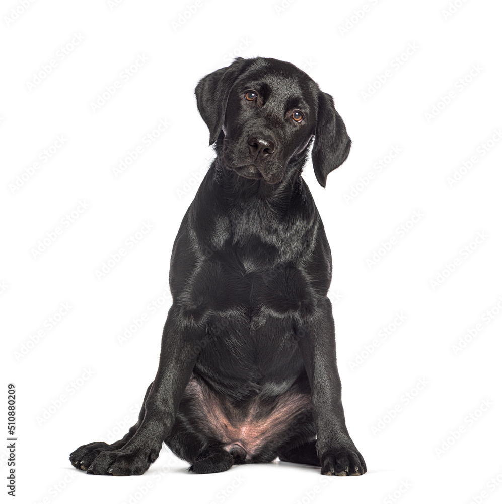 Sitting Black labrador dog, isolated on white