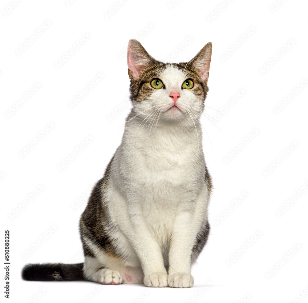 Sitting Crossbreed cat looking up, isolated on white Sitting Crossbreed cat looking up, isolated on white