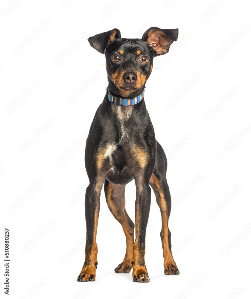 Crossbreed dog between Pinscher et Jack Russel, isolated on white