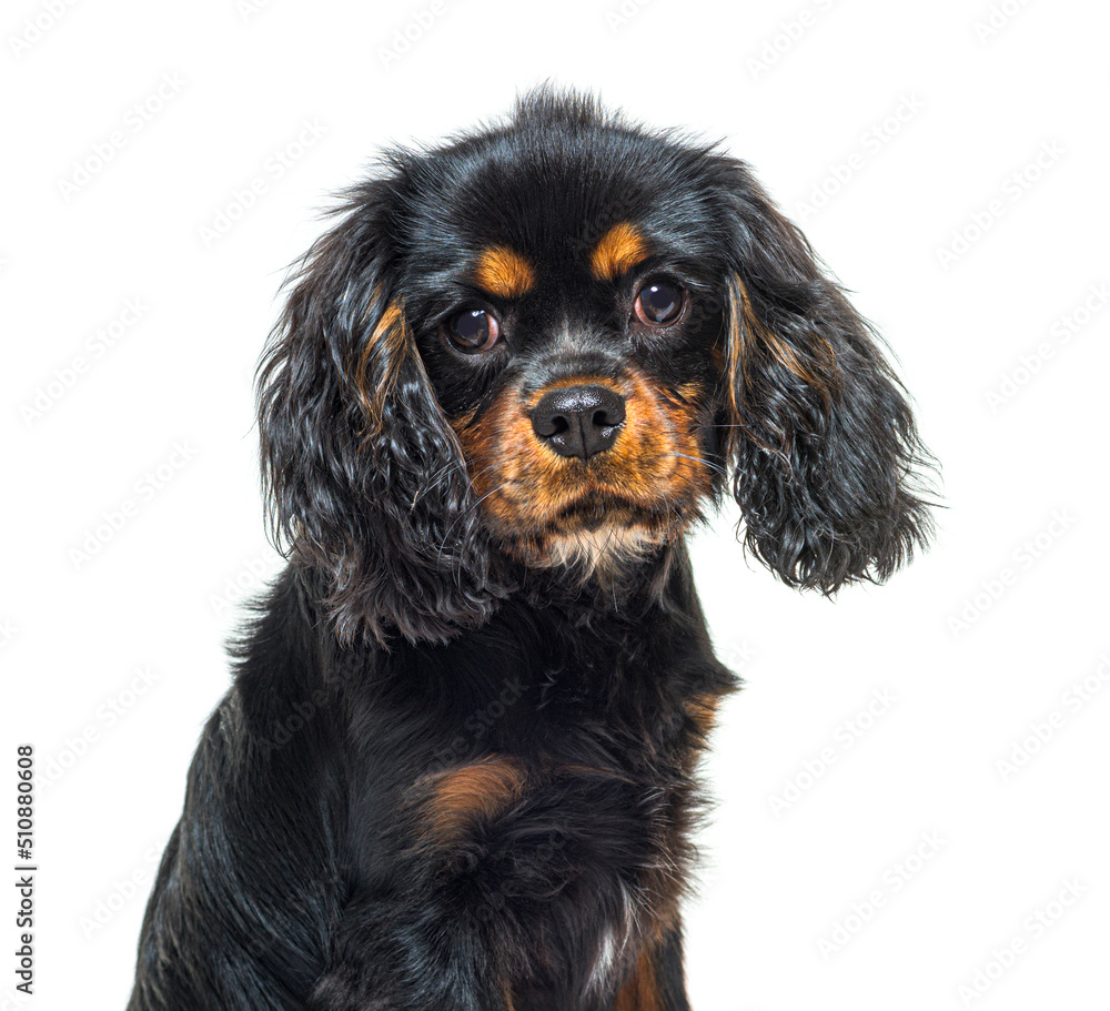 portrait of a Black and tan Young Cavalier King Charles Spaniel, portrait of a Black and tan Young Cavalier King Charles Spaniel,