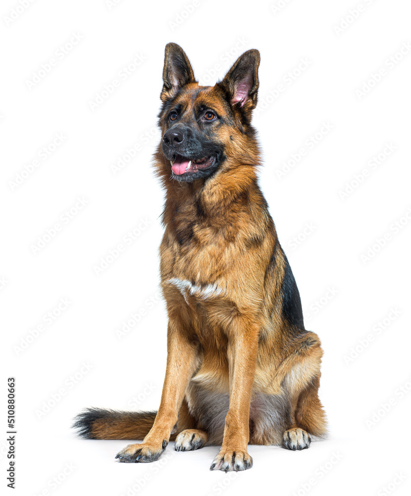 German Shepherd dog sitting, panting and looking away German Shepherd dog sitting, panting and looking away