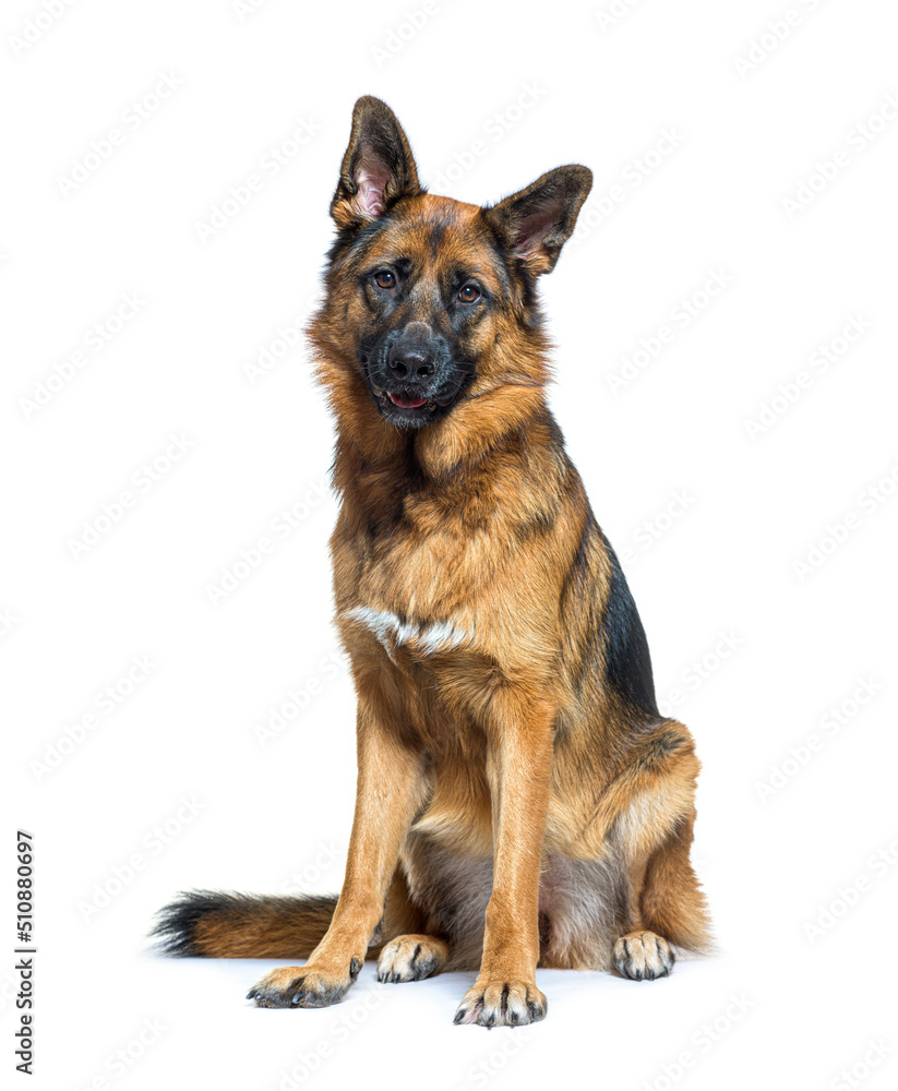 German Shepherd sitting in front, isolated on white German Shepherd sitting in front, isolated on white